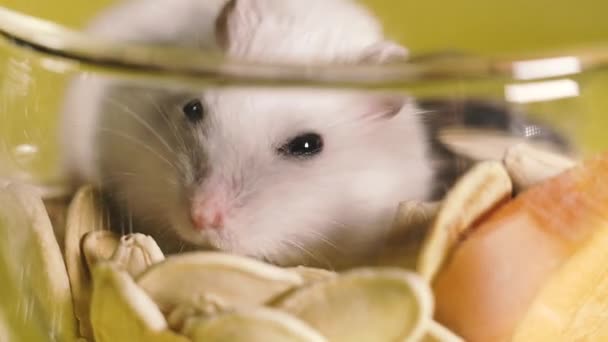 Rodents Portrait Hamster Close Macro Shot — Stock Video