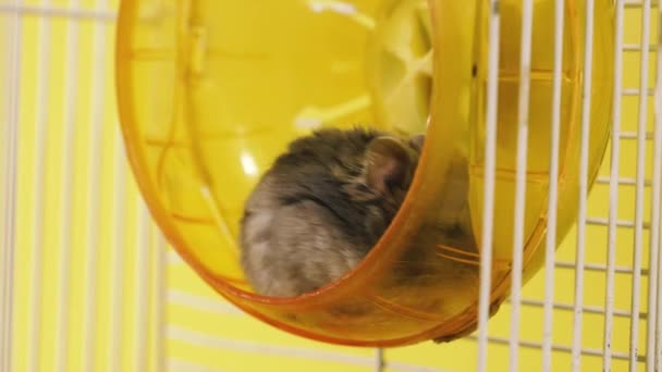 Roedores Hamsters Uma Jaula Com Uma Roda Corrida — Vídeo de Stock