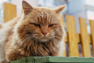 Kızıl kedi. Kızıl evsiz kedi sokakta bir bankta oturuyor..