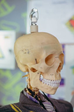 İnsan iskeleti. Eğitim için insan iskeletinin yapısı..