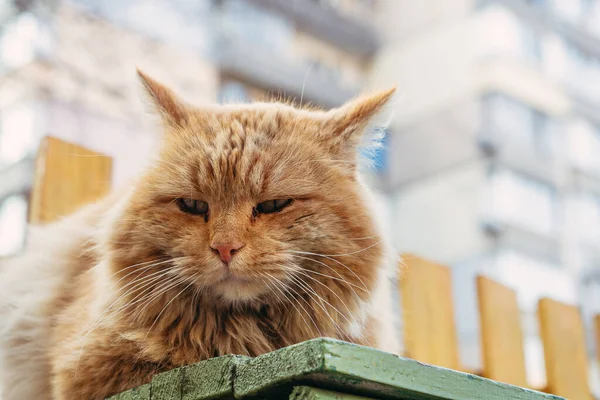 Kızıl Kedi Kızıl Evsiz Kedi Sokakta Bir Bankta Oturuyor — Stok fotoğraf