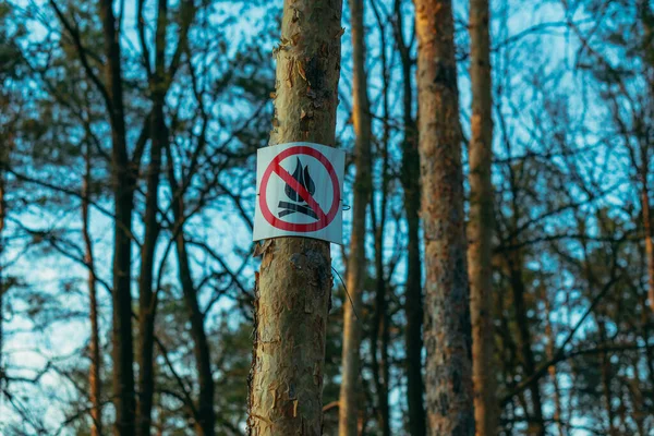 Zeichen Ein Schild Baum Das Feuer Macht Ist Verboten — Stockfoto