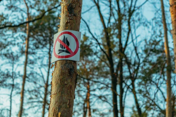 Zeichen Ein Schild Baum Das Feuer Macht Ist Verboten — Stockfoto