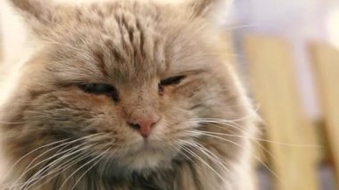Kızıl kedi. Kızıl evsiz kedi sokakta bir bankta oturuyor..