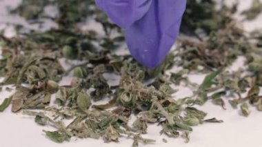 Esrar. Kurutulmuş marihuana otu. Uyuşturucu..