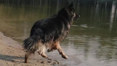 Köpek çobanı. Köpek gölde yıkanır..