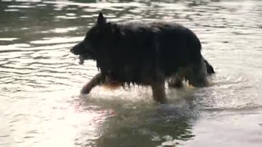 Köpek çobanı. Köpek gölde yıkanır..