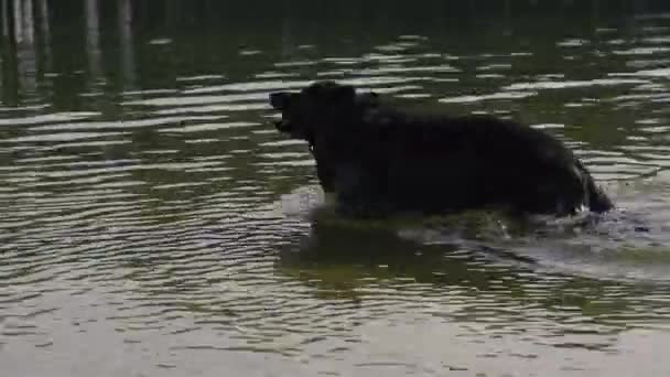 犬の品種羊飼い 湖の中の犬風呂 — ストック動画