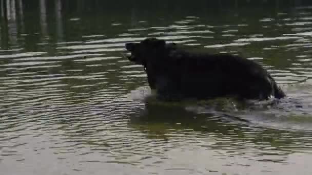 Chien Race Berger Chien Baigne Dans Lac — Video