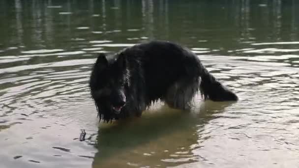 Hondenras Herder Hond Baadt Het Meer — Stockvideo