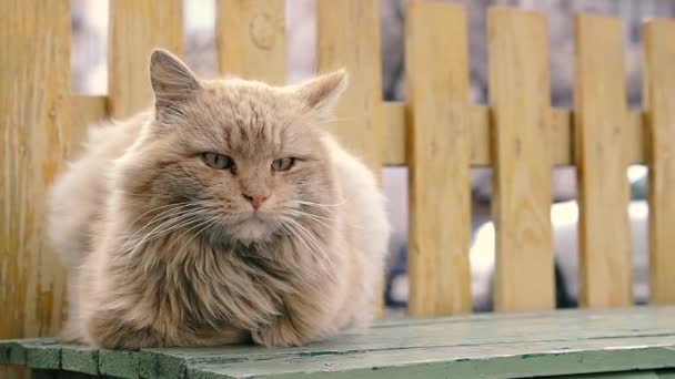 生姜猫 无家可归的红猫坐在街上的长椅上 — 图库视频影像