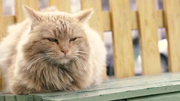 ジンジャー キャット 路上のベンチに赤いホームレスの猫が座っている — ストック動画