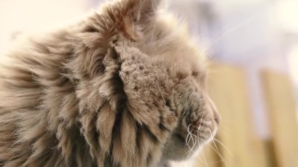 Vörös Macska Vörös Hajléktalan Macska Egy Padon Utcán — Stock videók