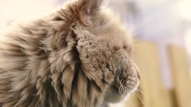 Ingwerkatze Rote Obdachlose Katze Sitzt Auf Einer Bank Auf Der — Stockvideo