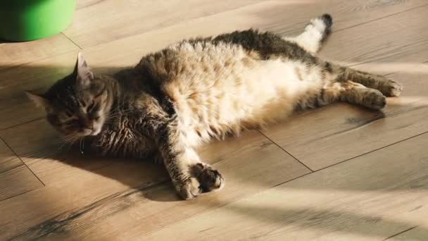 Zemin Kat Kedi Laminattan Yapılmış Yerde Yatıyor — Stok video