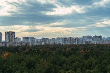 Çam ormanı. Şehrin arka planına karşı çam ormanı. Ukrayna. Kiev.