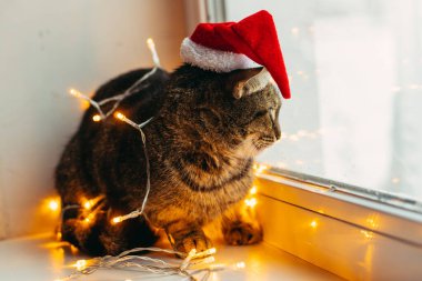 Kedi ve tatil. Çelenge sarılı kedi ve Noel Baba şapkası.