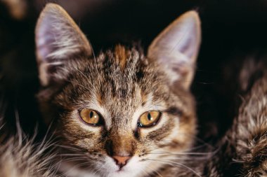 Yavru kedi. Küçük kedi uykuya dalıyor..