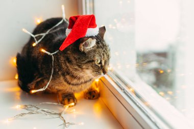 Kedi ve tatil. Çelenge sarılı kedi ve Noel Baba şapkası.