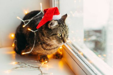 Kedi ve tatil. Çelenge sarılı kedi ve Noel Baba şapkası.