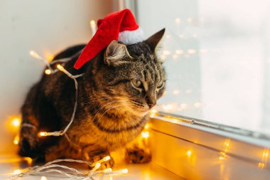 Kedi ve tatil. Çelenge sarılı kedi ve Noel Baba şapkası.