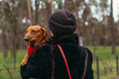 Köpek cinsi Dachshund. Örgü kazaklı bir köpek..