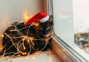 Kedi ve tatil. Çelenge sarılı kedi ve Noel Baba şapkası.