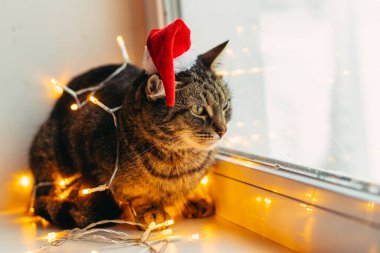 Kedi ve tatil. Çelenge sarılı kedi ve Noel Baba şapkası.