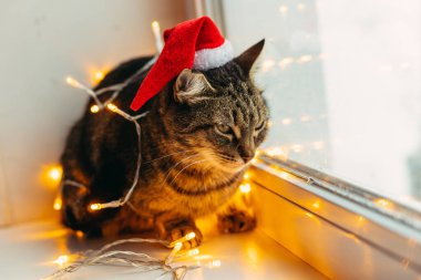 Kedi ve tatil. Çelenge sarılı kedi ve Noel Baba şapkası.