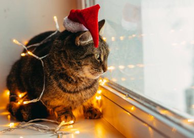 Kedi ve tatil. Çelenge sarılı kedi ve Noel Baba şapkası.