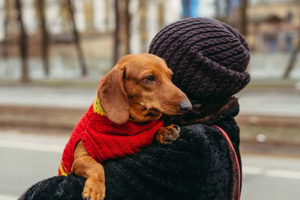 Dog Breed Dachshund Dachshund Dog Knitted Sweater — Stockfoto