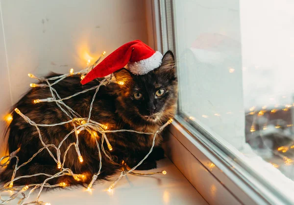 猫和假日 猫裹在花环里 戴着圣诞老人的帽子 — 图库照片