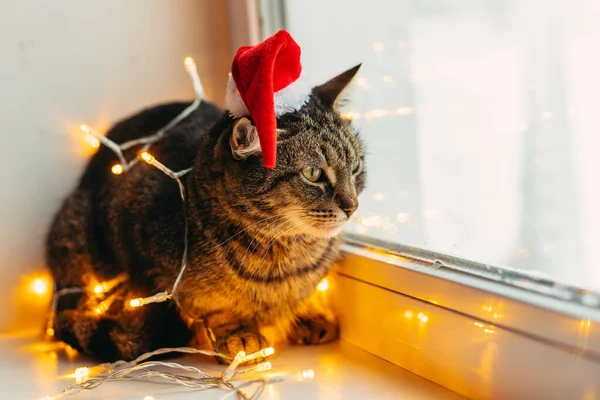 Kot Wakacje Kot Owinięty Girlandę Kapelusz Świętego Mikołaja — Zdjęcie stockowe