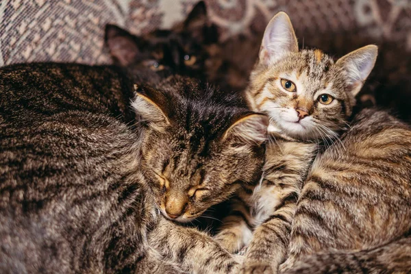 Cat Kitten Mom Cat Kitten Sleeping — Stock Photo, Image