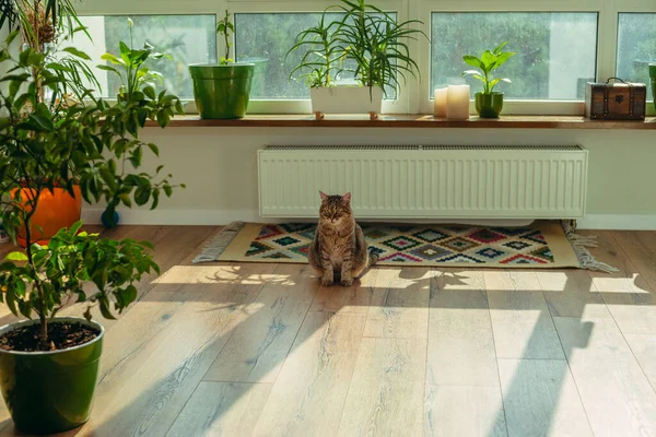 リビングルーム 猫は部屋に一人で座っている — ストック写真