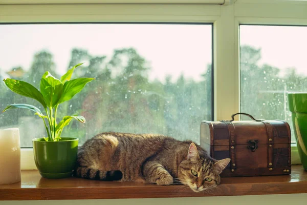 Fensterbank Die Katze Schläft Auf Der Fensterbank — Stockfoto