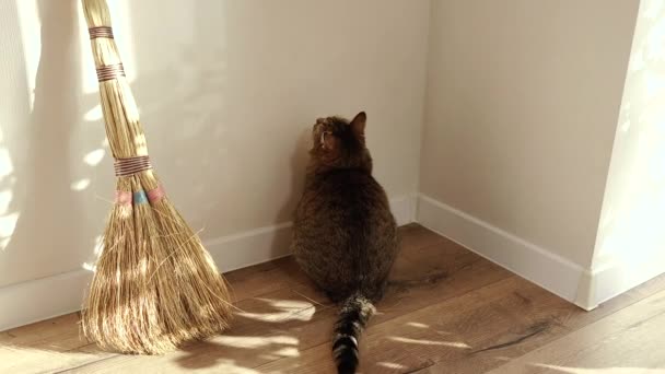 桑尼兔子 猫追着太阳兔子跑 — 图库视频影像