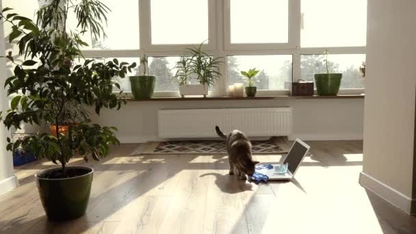 在家工作 全球病毒大流行期间在家里的工作 — 图库视频影像