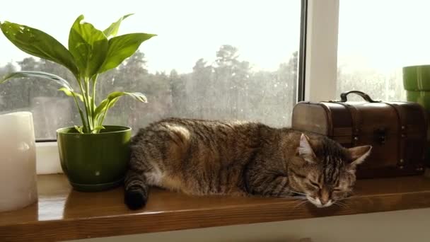 Fensterbank Die Katze Schläft Auf Der Fensterbank — Stockvideo