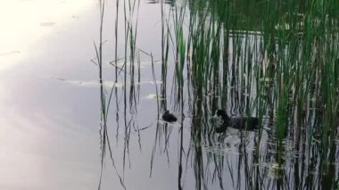 Anne ve bebek. Annem gölde ördek yavrusuyla yüzer..