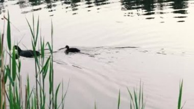 Anne ve bebek. Annem gölde ördek yavrusuyla yüzer..