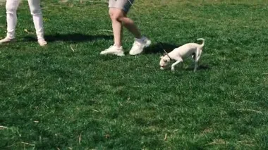 Köpeği gezdir. Köpek yeşil çimlerde yürüyor..