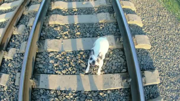 Μέτρα Ασφαλείας Στον Σιδηρόδρομο Τύπος Παίζει Ένα Σκύλο Στο Σιδηρόδρομο — Αρχείο Βίντεο