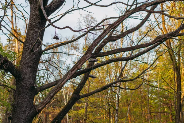 Sapatilhas Tênis Suspensos Uma Árvore — Fotografia de Stock