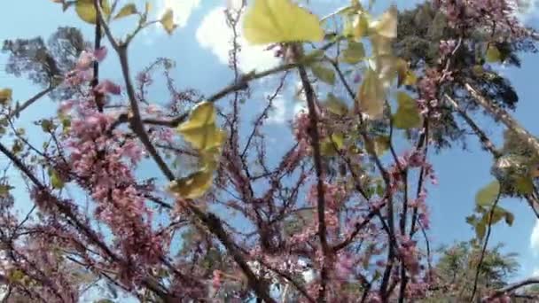 Blommande Träd Blommande Träd Våren — Stockvideo