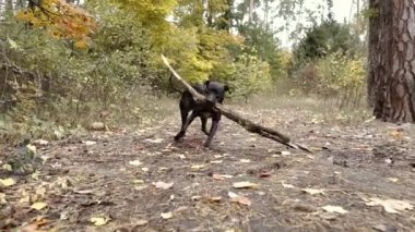 Pitbull. Köpek cinsi pitbull ağacın altından büyük bir dal sürüklüyor..