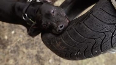 Saldırgan köpek. Bir köpek arabanın lastiğini kemiriyor..