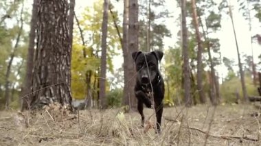 Pitbull. Pitbull köpek portresi..