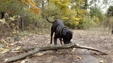 Pitbull. Köpek cinsi pitbull ağacın altından büyük bir dal sürüklüyor..