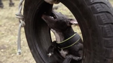 Saldırgan köpek. Bir köpek arabanın lastiğini kemiriyor..